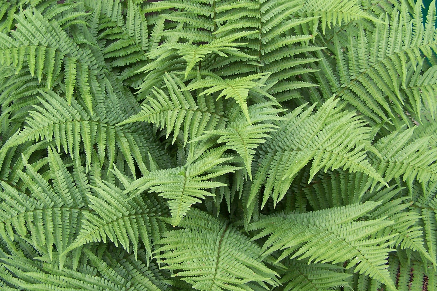 Marginal Shield Fern Suffolk Hydroseeding.com Long Island 